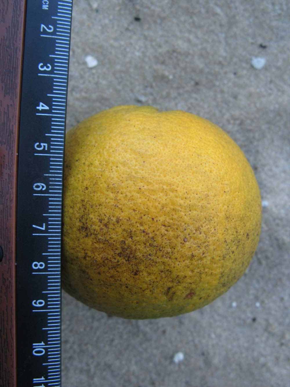            Fruit (Winter Haven, FL)   